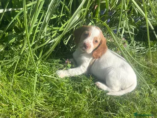 Cocker Spaniel dogs ❗️last girl cocker spaniel looking for new home ❗️ - Advert 11