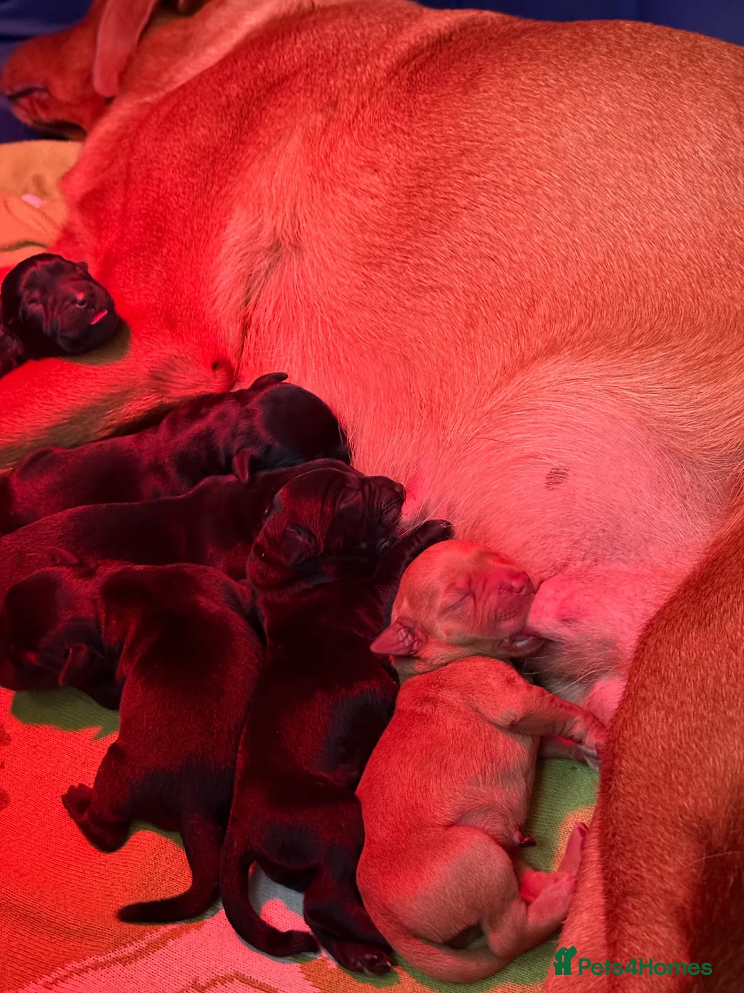 Labrador Retriever dogs for sale: Stunning Labrador pups  - Advert 2