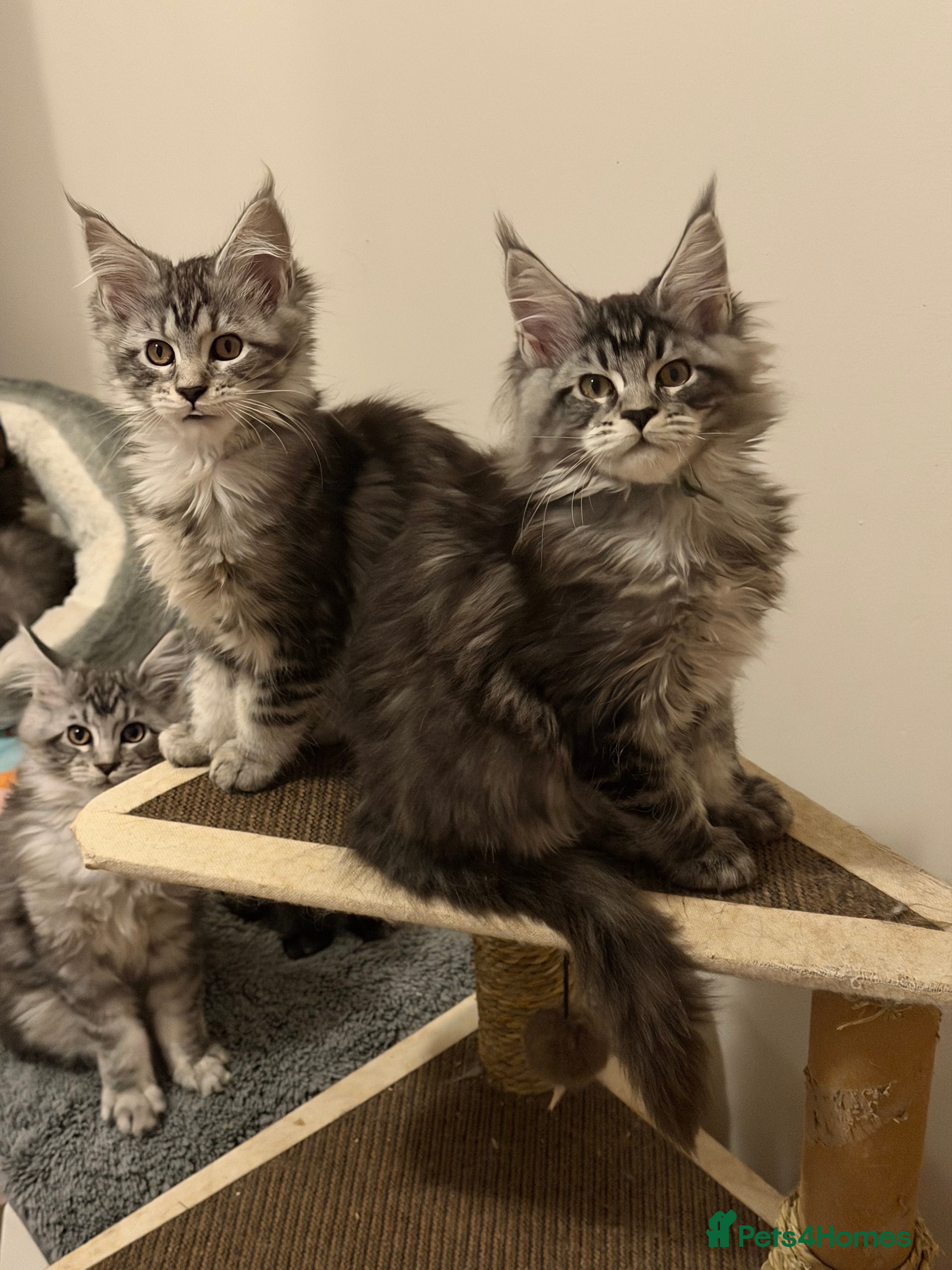 Maine Coon cats TICCA Registered MaineCoon Kittens (Pet Only)  - Advert 2