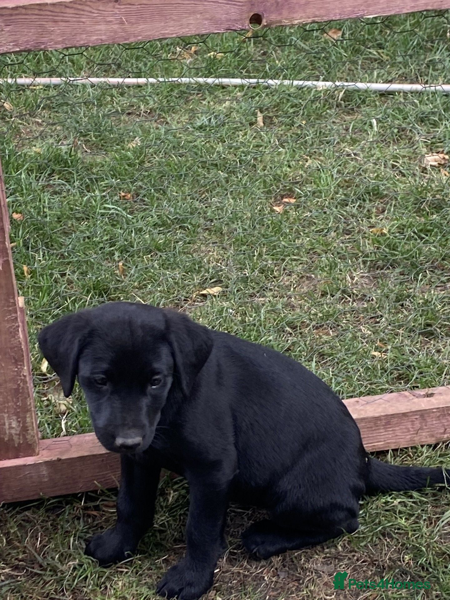 Labrador Retriever dogs DRAKESHEAD LABRADOR RETRIEVER - Advert 2