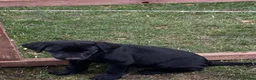 Labrador Retriever dogs for sale: DRAKESHEAD LABRADOR RETRIEVER - Advert 14