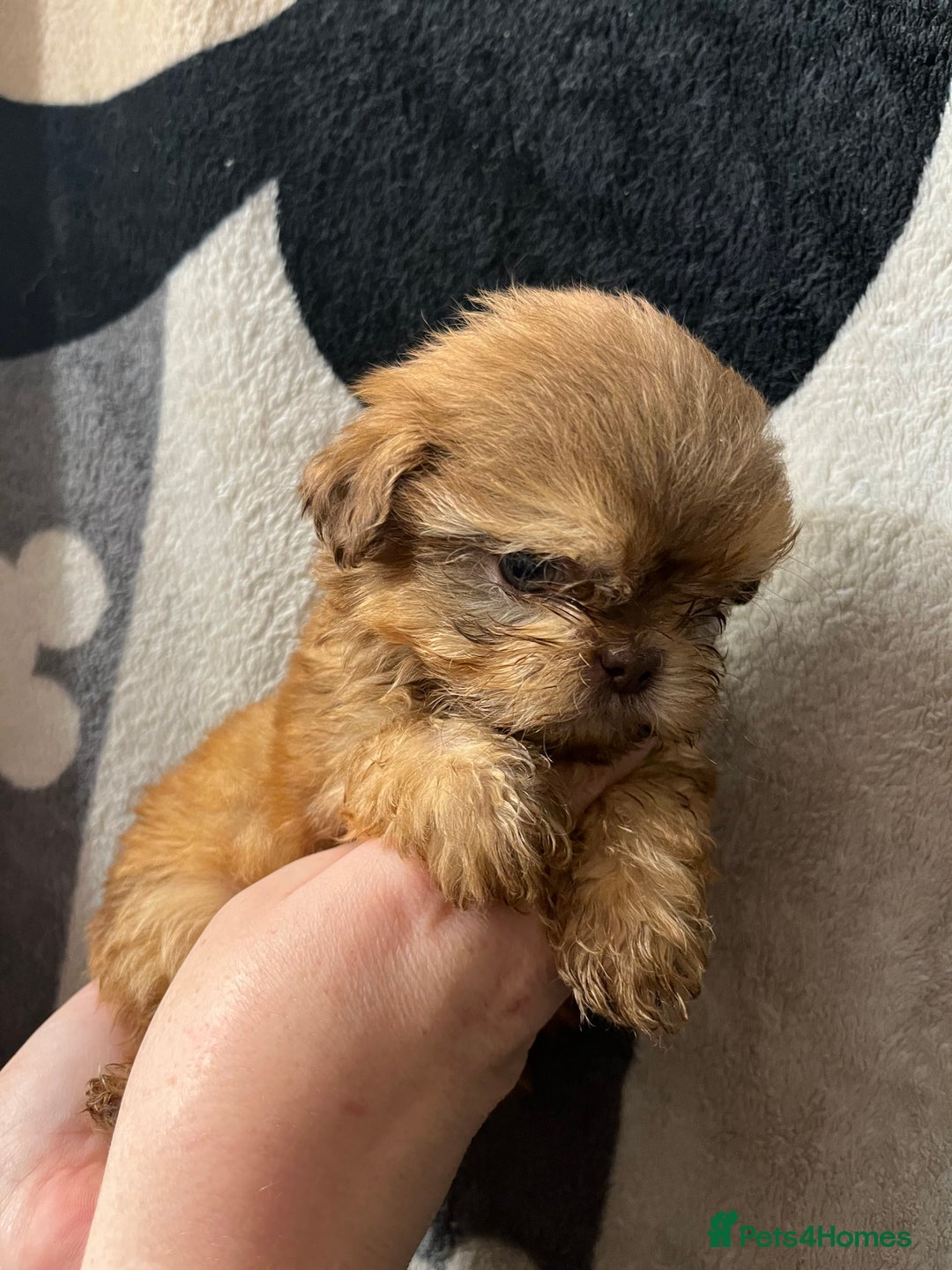 Shih Tzu dogs for sale: Shihtzu puppies  - Advert 6