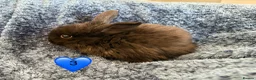 Mini Lop rabbits for sale: Pure bred mini lop bunnies - Advert 5