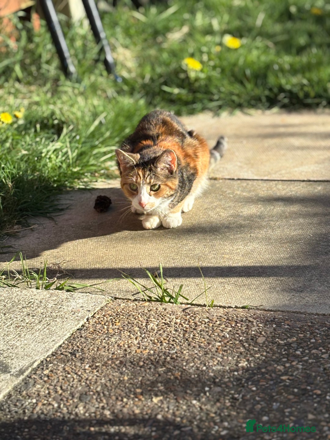 Mixed Breed cats for sale: 2 Bonded Neutered Females - Advert 9