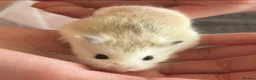Hamster rodents for sale: Female Roborovski hamster - Advert 2