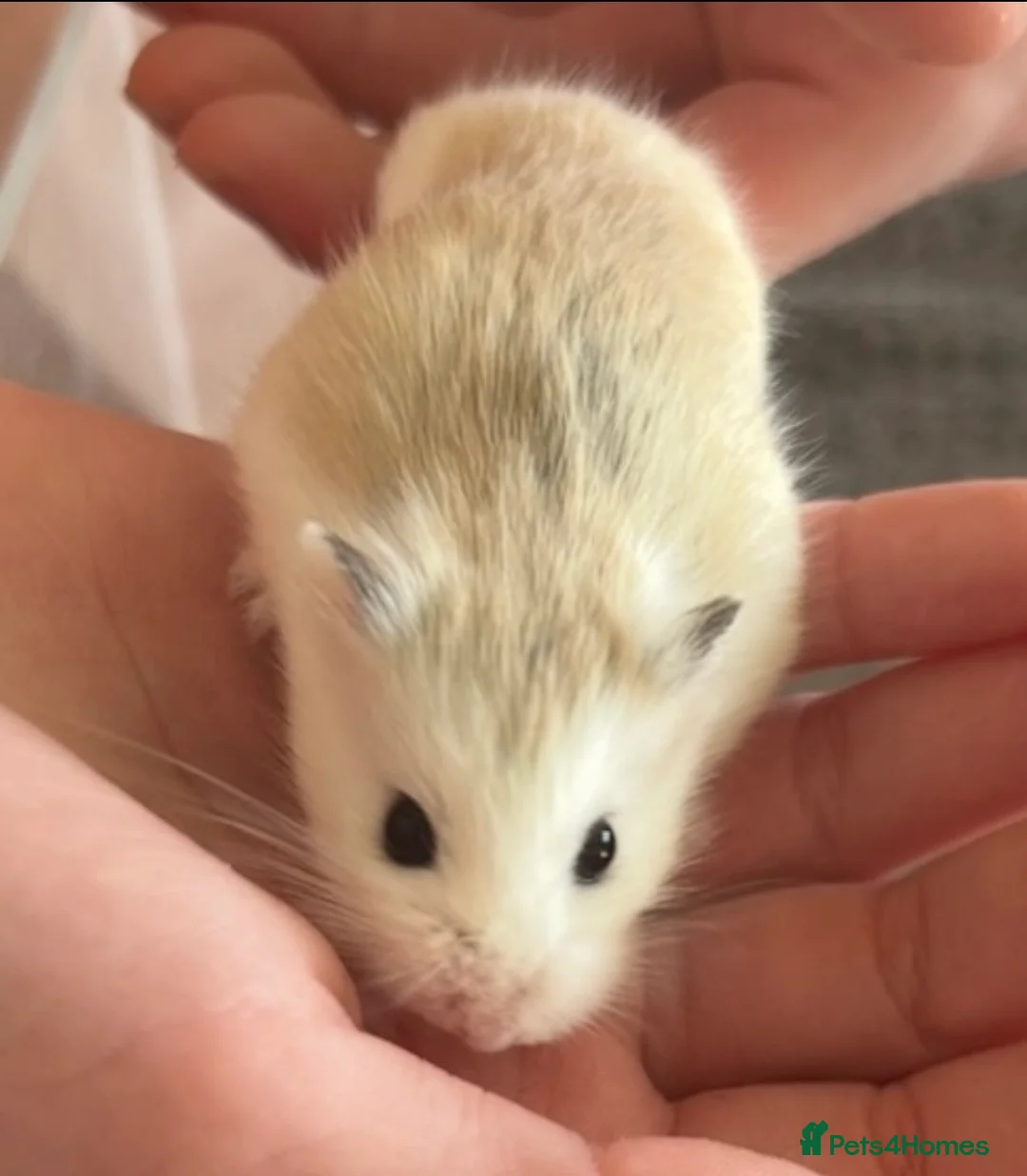 Hamster rodents for sale: Female Roborovski hamster - Advert 2