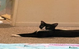 Mixed Breed cats for sale: 3 kittens for rehoming - Image 5