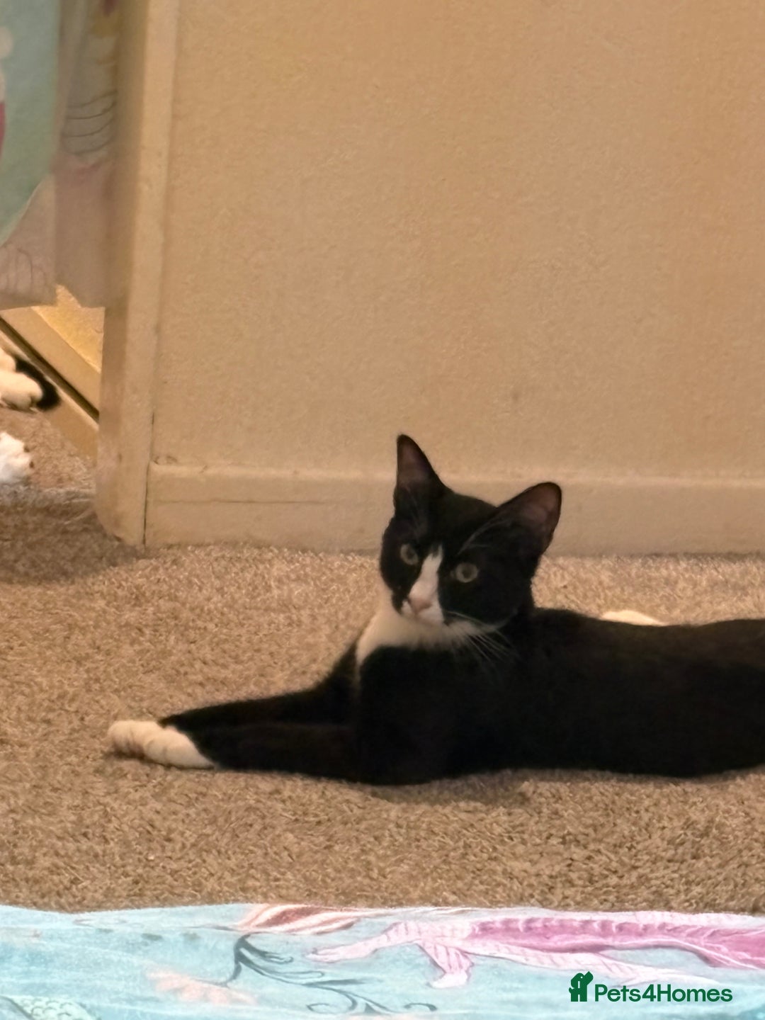 Mixed Breed cats for sale: 3 kittens for rehoming - Image 5