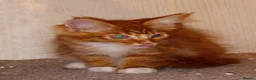 Maine Coon cats for sale: Stunning Maine Coon Kittens - Advert 10