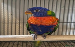 Lorikeets birds for sale: Hand Reared Baby Rainbow Lorikeets  - Image 1