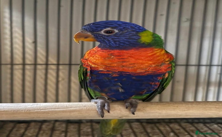 Lorikeets birds - Advert 1