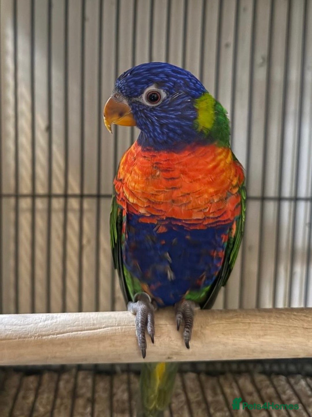 Lorikeets birds for sale: Hand Reared Baby Rainbow Lorikeets  - Image 1