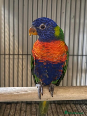 Lorikeets birds - Advert 10