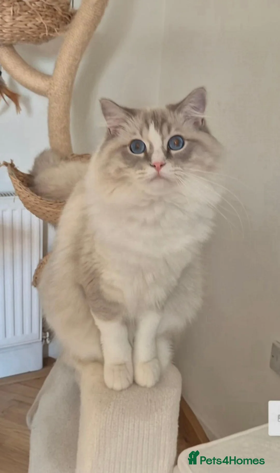 Ragdoll cats for sale: Rupert the Bear - Advert 2