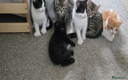 Mixed Breed cats for sale: 7 beautiful babies, 2 black/white are polydactyl  - Image 16
