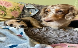 Miniature Dachshund dogs for sale: KCreg Mini Long Haired Dachshund LAST GIRL - Image 5