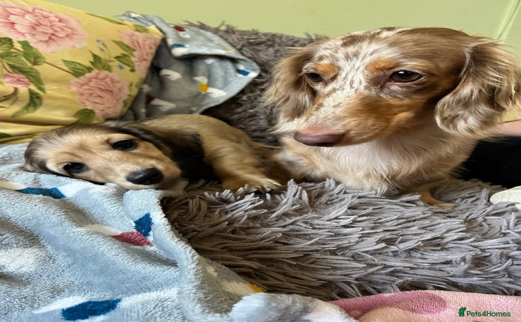 Miniature Dachshund dogs - Advert 1