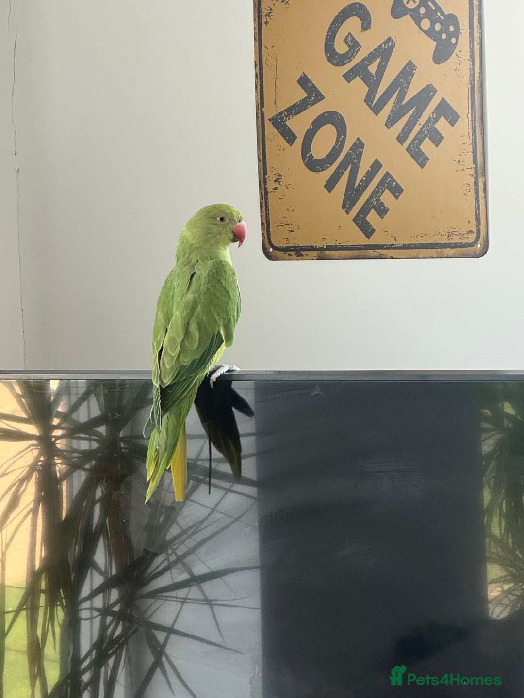 Ringnecks birds for sale: Ringneck parrot for sale  - Image 1
