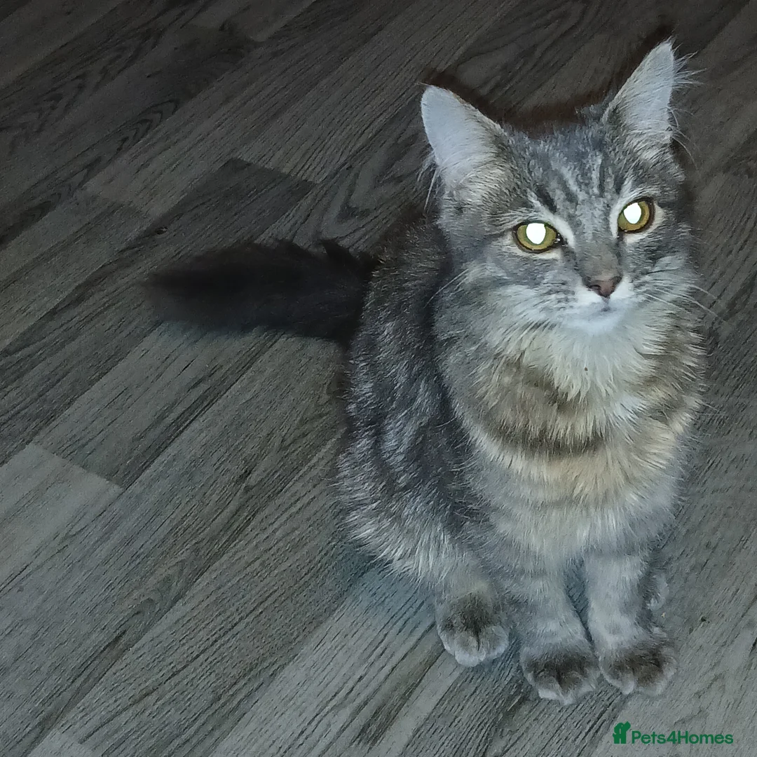 Siamese cats for sale: 6 month old kitten foe sale  - Advert 2