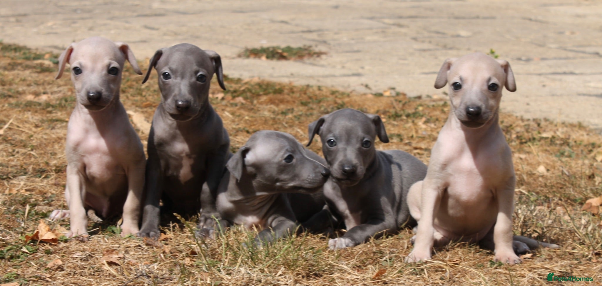 Italian Greyhound dogs KC Reg Italian Greyhounds. 5* Licensed - Advert 3