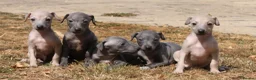 Italian Greyhound dogs for sale: Ready now, only 1 left. KC Reg Italian Greyhound - Advert 7