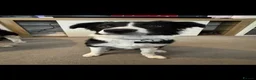 Border Collie dogs for sale: Border Collie Pup - Advert 3
