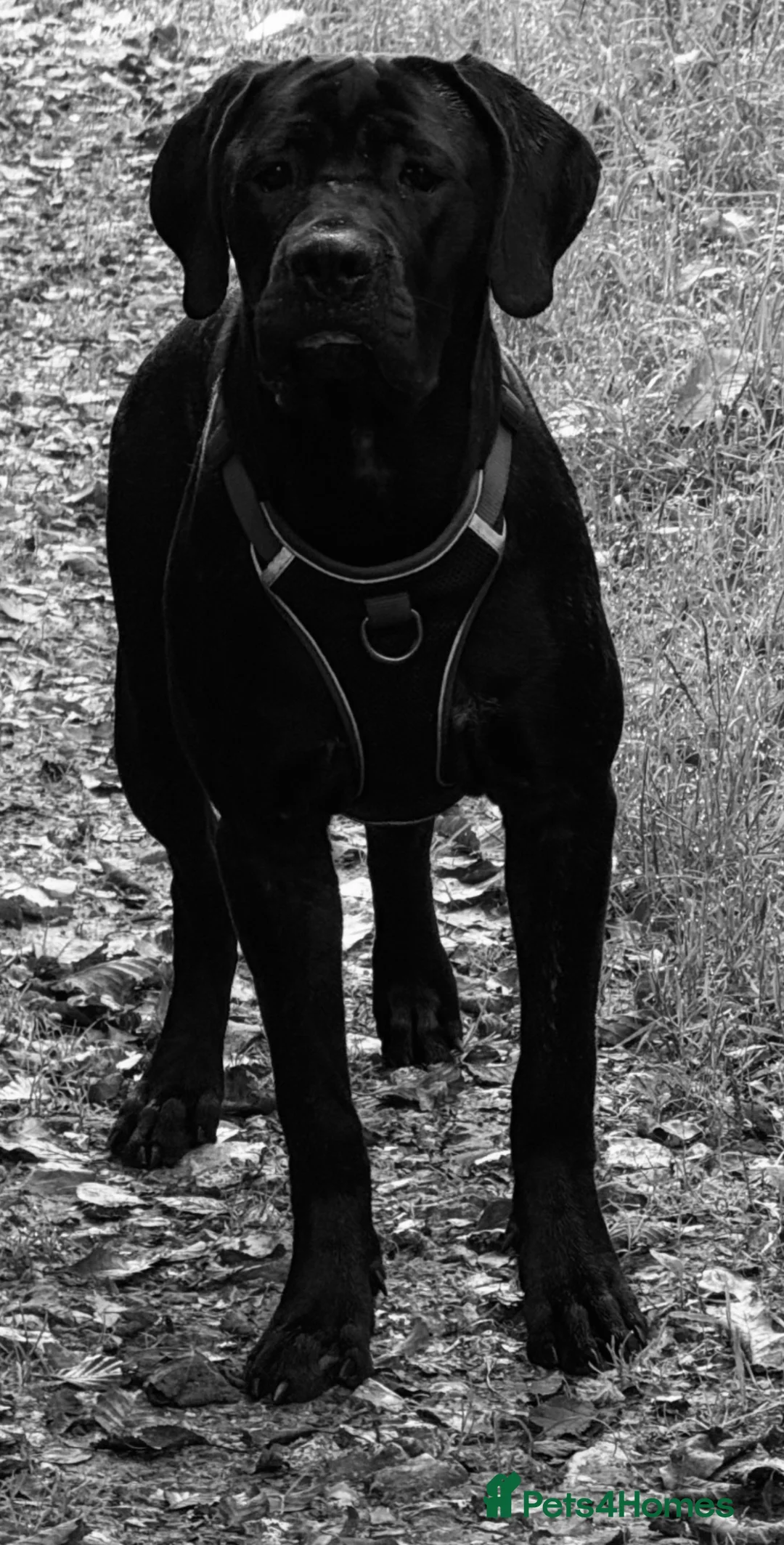 Cane Corso dogs for sale: 1 year old female corso needing forever home  - Advert 2