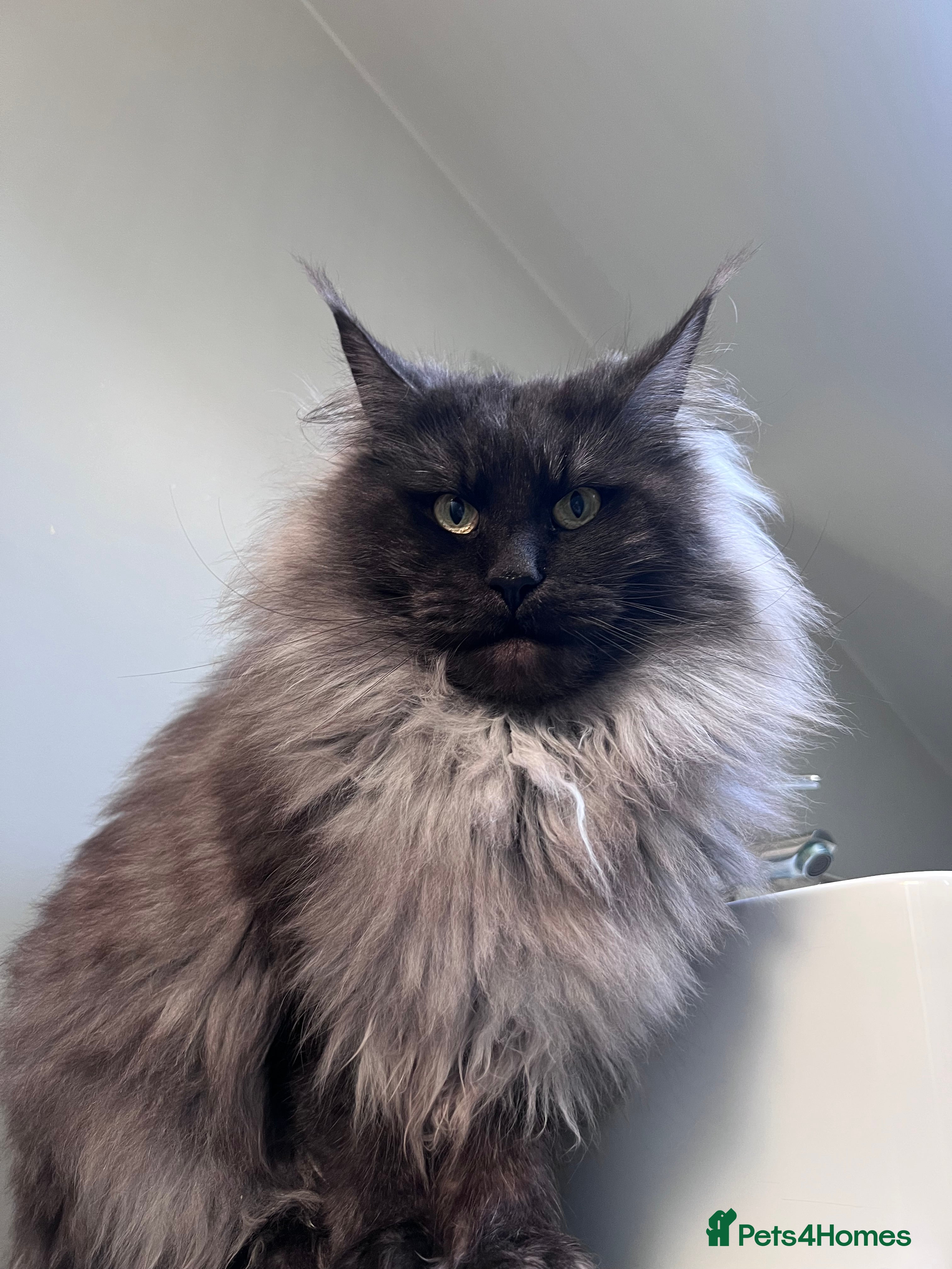 Maine Coon cats 14 kittens 🐱 Ready to leave now  - Advert 2