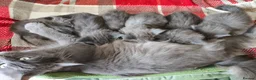 Maine Coon cats for sale: DNA health tested blue maine coon kittens - Advert 11