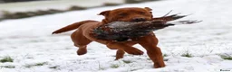 Labrador Retriever dogs for sale: Expressions of Interest - Fox Red Labrador Puppies in Chester - Advert 3