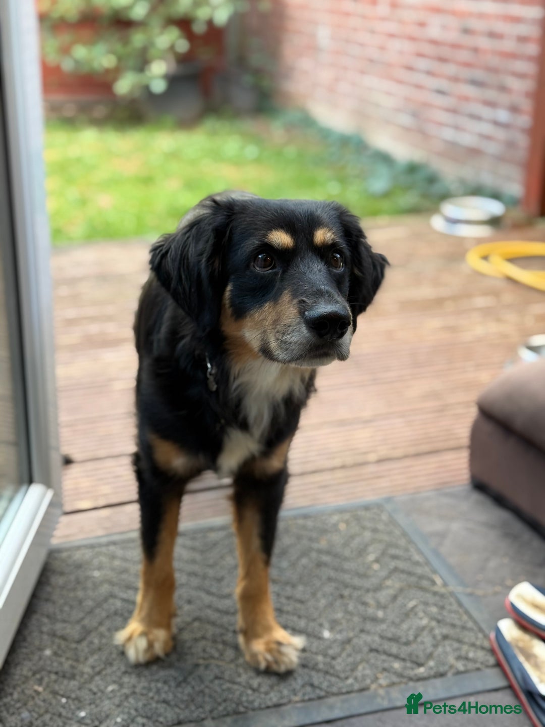 Mixed Breed dogs for adoption: Sweet Bubu Looking For Love  - Image 22