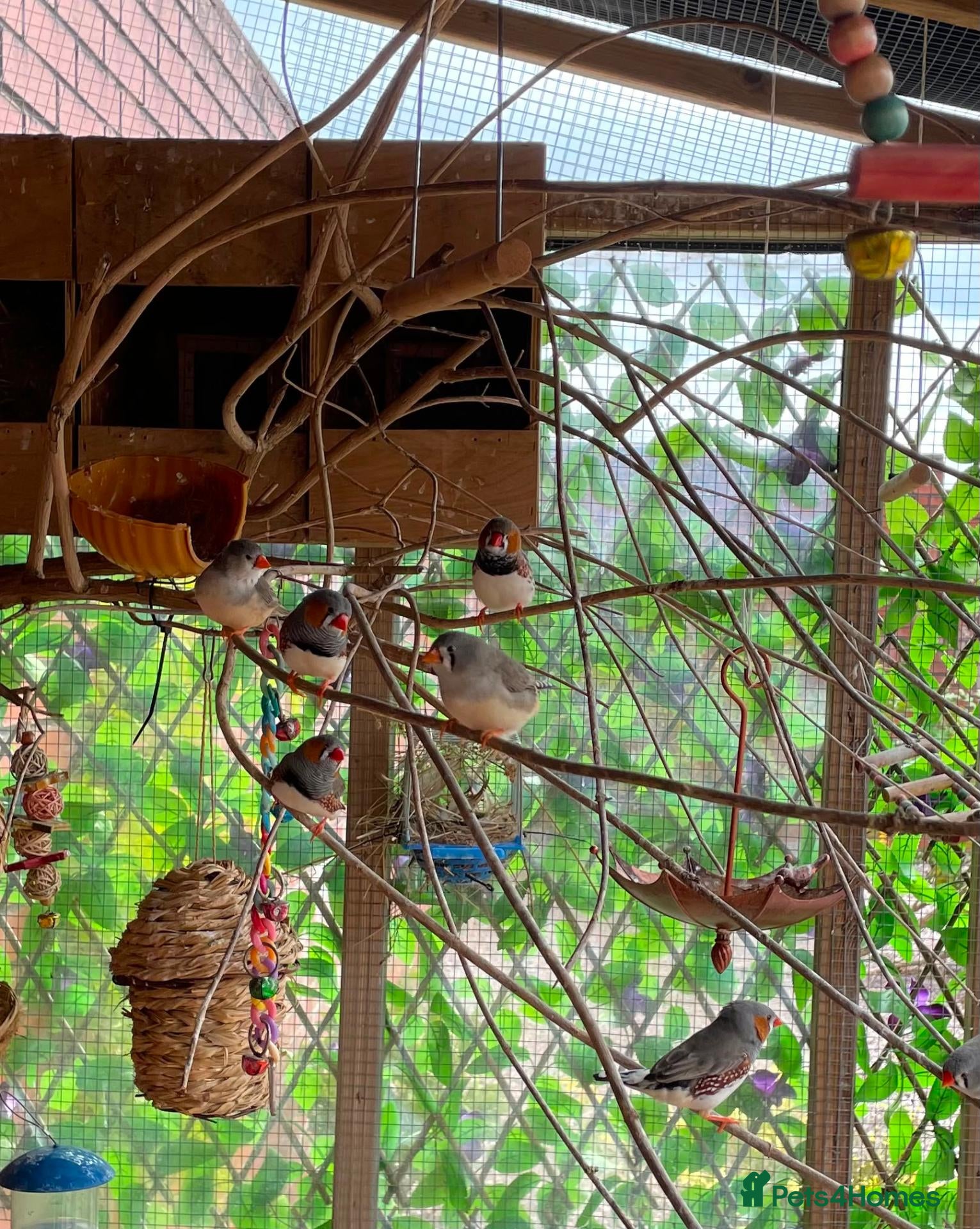Finches birds Zebra Finch mixed Pairs  - Advert 1