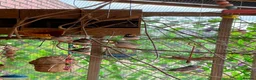 Finches birds for sale: Zebra Finch mixed Pairs  in Wrexham - Advert 1