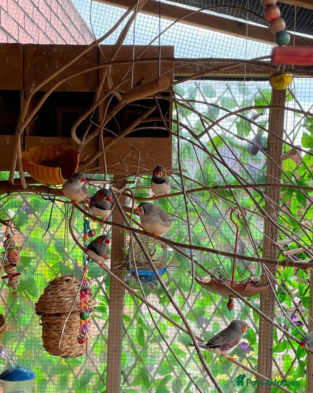 Finches birds for sale: Zebra Finch mixed Pairs  in Wrexham - Advert 1