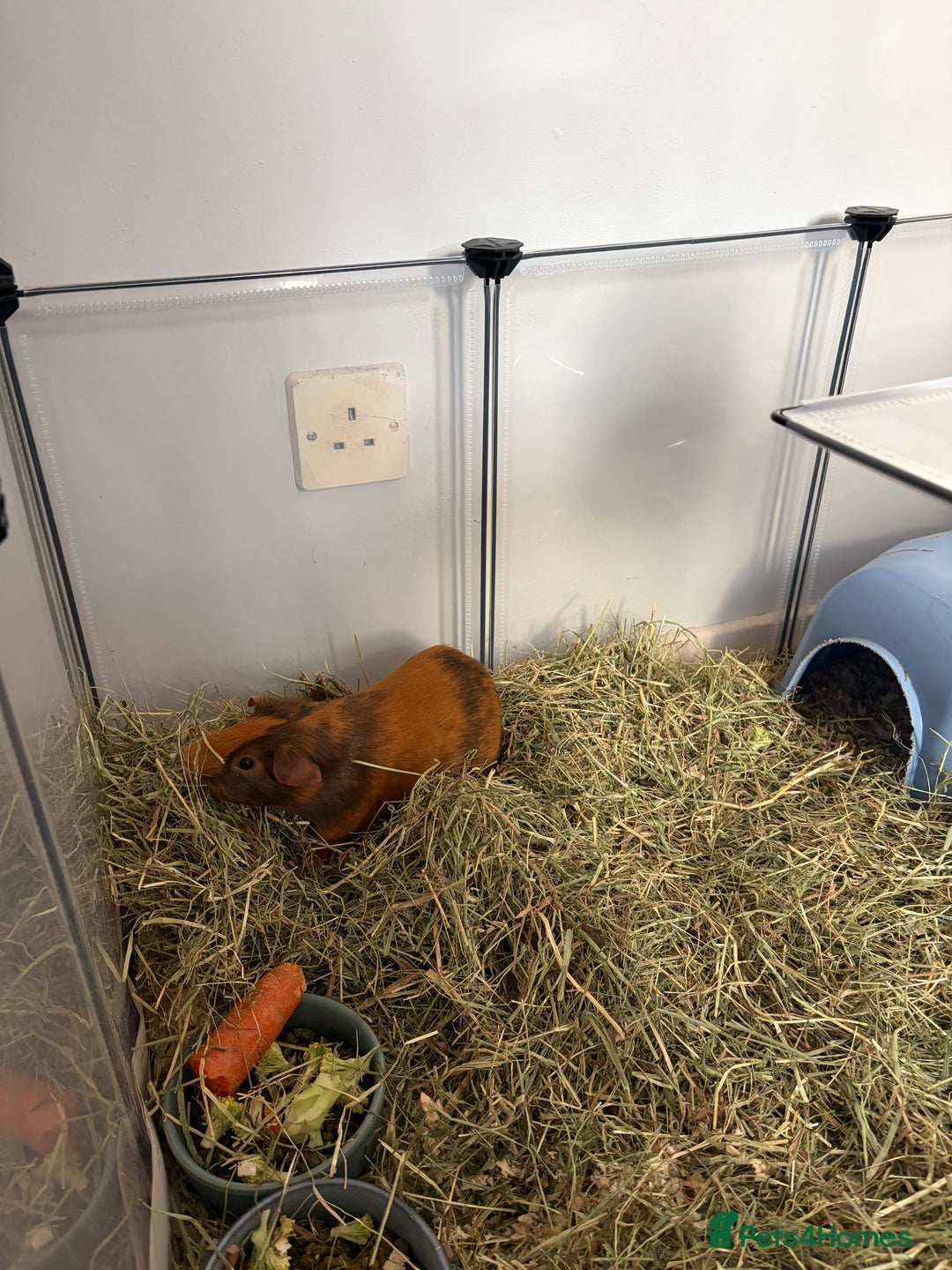 Guinea Pig rodents for sale: Young Male guinea pig - Advert 3