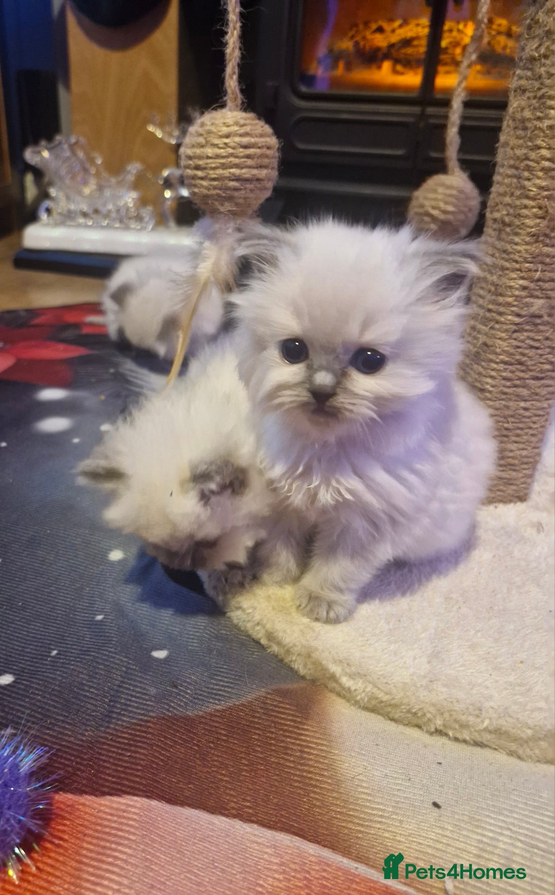 Ragdoll cats for sale: Lovely ragdoll baby's  - Advert 8