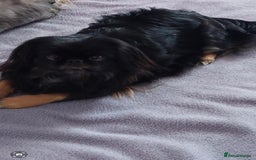 Pekingese dogs for sale: Pekingese puppies - Advert 1