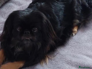 Pekingese dogs Pekingese puppies - Advert 1