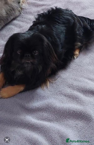 Pekingese dogs Pekingese puppies - Advert 1