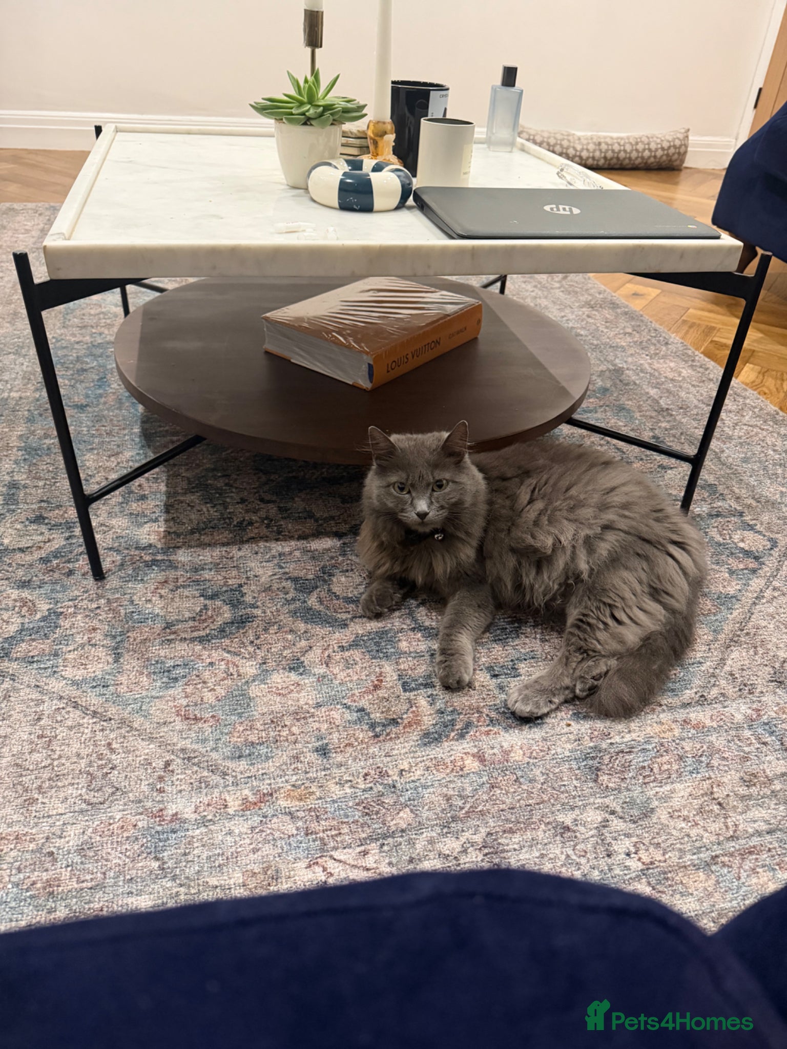 Turkish Angora cats Blue Turkish Angora Female  - Advert 4