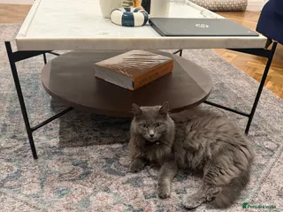 Turkish Angora cats Blue Turkish Angora Female - Advert 17