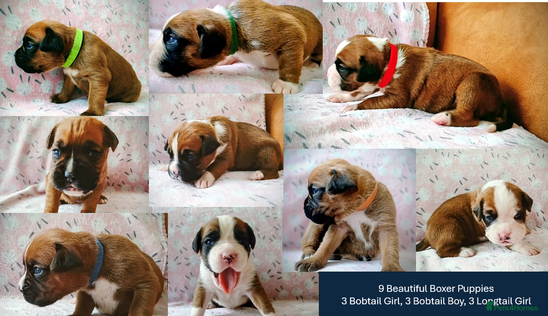 Boxer dogs for sale: 9 Boxer Puppies mix of bob&long tail ready 22 Jan - Advert 1