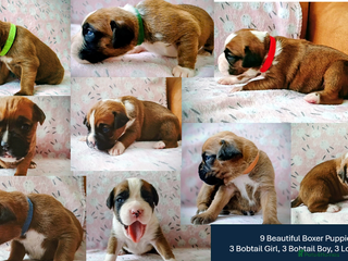 Boxer dogs KC Boxer Pups - all reserved or rehomed - Advert 2