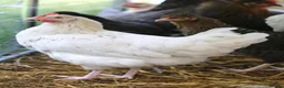 Chickens poultry for sale: Point of lay hybrid pullets (hens) - Advert 7