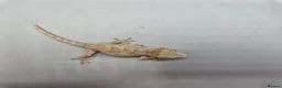 Gecko reptiles for sale: Orange blotch gargoyle gecko  - Advert 6