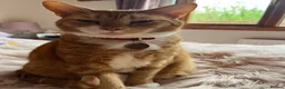 Domestic Shorthair cats for sale: Rozi the Ginger Domestic Female Cat  in Shotts - Advert 3