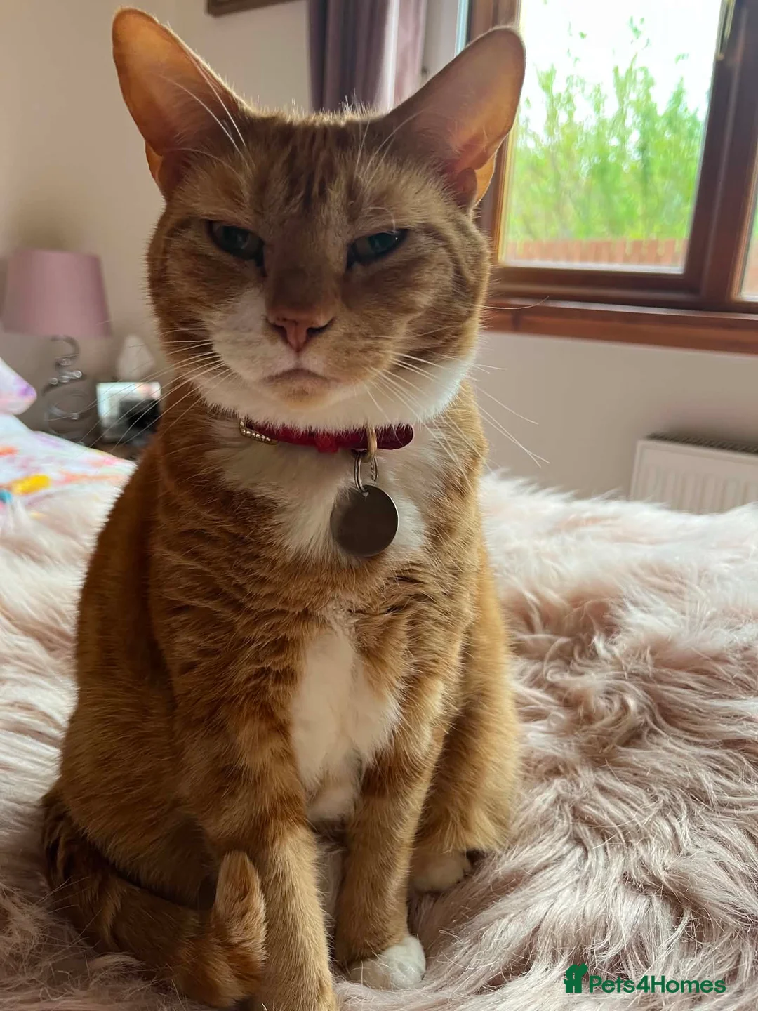 Domestic Shorthair cats for sale: Rozi the Ginger Domestic Female Cat  in Shotts - Advert 3