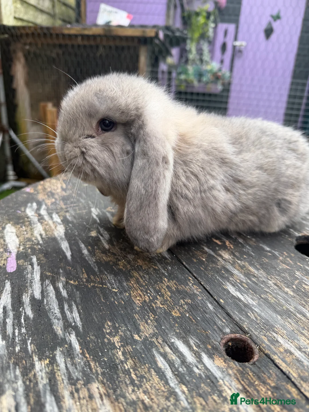 French Lop rabbits for sale: French lops  - Advert 17