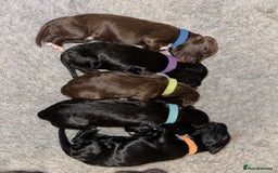 Portuguese Water Dog dogs for sale: Portuguese Water Dog puppies for sale in Oakham - Image 16