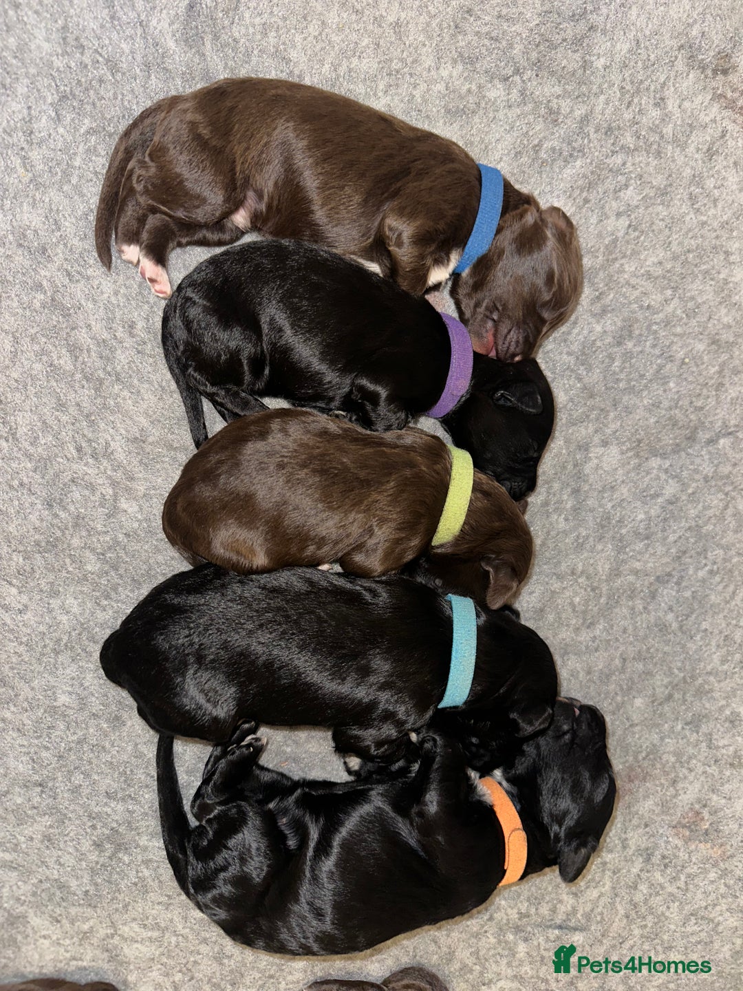 Portuguese Water Dog dogs for sale: Portuguese Water Dog puppies for sale in Oakham - Image 16